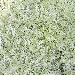 Artemesia Silvermound