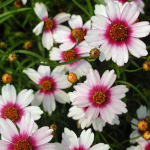 Coreopsis verticillata rosea 'Sweet Dreams'