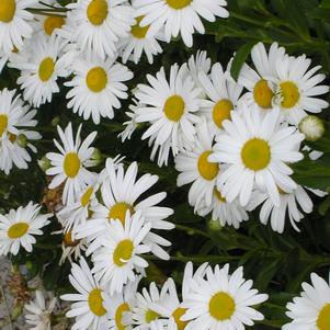 Nipponanthemum nipponicum