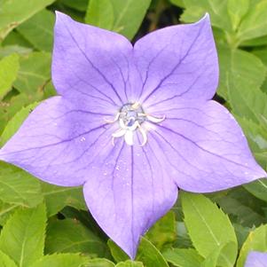 Platycodon grand. Sentimental Blue