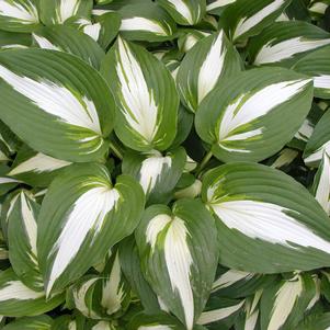Hosta Night Before Christmas