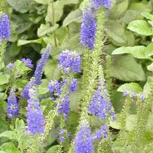 Veronica Sunny Border Blue