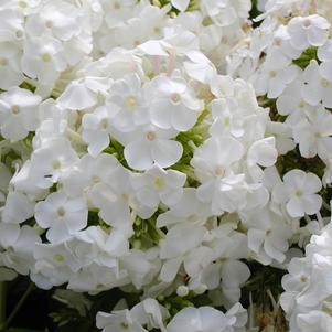 Phlox paniculata David