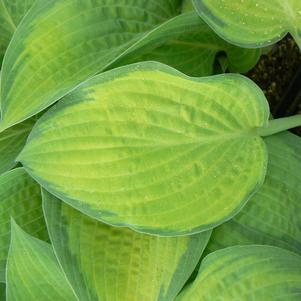 Hosta Paul's Glory