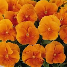 Viola wittrockiana 'Matrix Orange'
