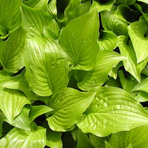 Hosta Royal Standard