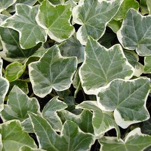 Hedera helix 'Anne Marie'
