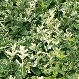 Euonymus fortunei 'Harlequin'