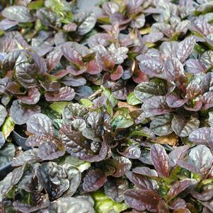Ajuga Mahogany
