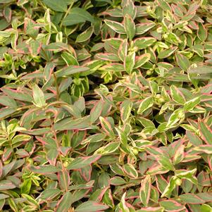 Hypericum x 'Tricolor'