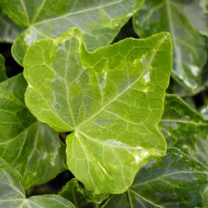Hedera helix 'Mint Kolibri'