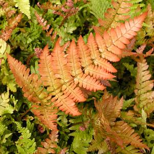 Dryopteris erythrosora Autumn