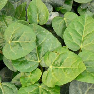 Hedera colchica