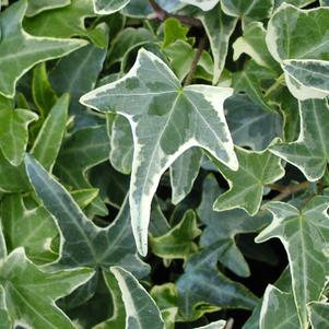 Hedera helix 'Variegated Needlepoint'