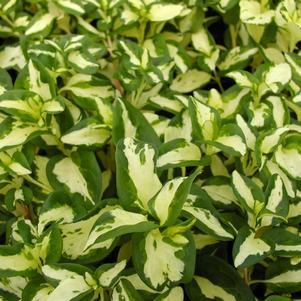 Vinca major 'Wojos Jem'