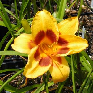 Hemerocallis Black Eyed Susan