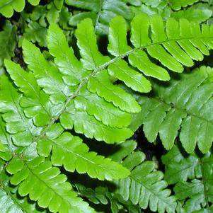 Dryopteris championii