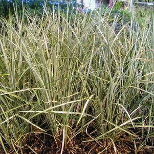 Ophiopogon japonicus 'Silver Mist'