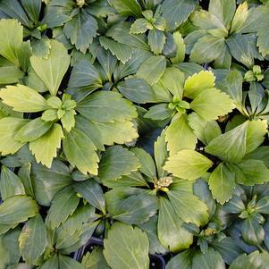 Pachysandra terminalis 'Green Carpet'