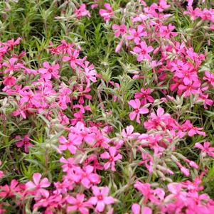 Phlox subulata 'Red Wings'