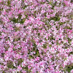 Phlox subulata 'Apple Blossum'