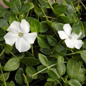 Vinca minor 'Ms. Jekyll'