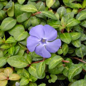 Vinca minor 'Emerald Beauty'