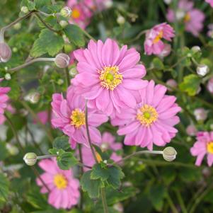 Anemone Pamina