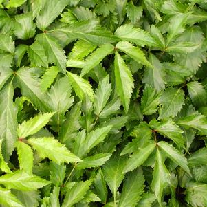 Astilbe Rock and Roll