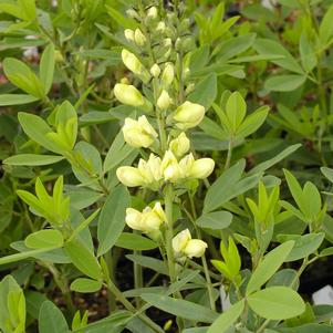 Baptisia x 'Carolina Moonlight'