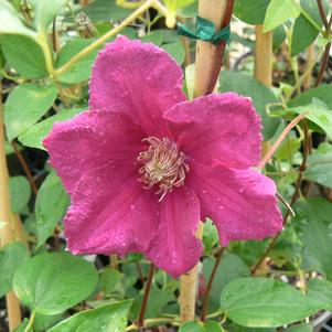 Clematis x 'Ernest Markham'
