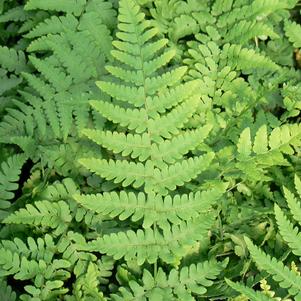 Dryopteris marginalis Eastern Wood