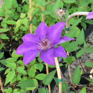 Clematis x 'Montana Rubens'