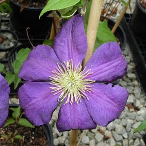Clematis x 'Perrin's Pride'