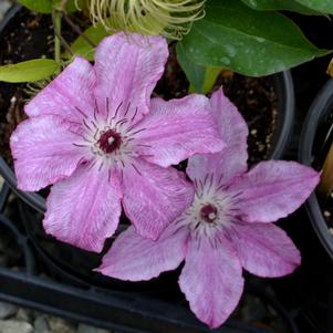 Clematis x 'Charissima'