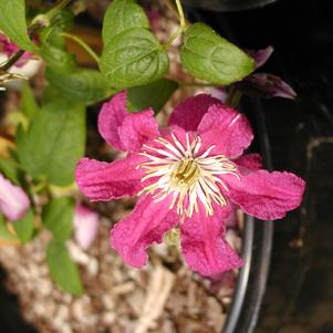 Clematis x 'Barbara Harrington'