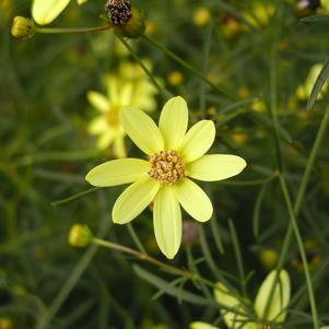 Coreopsis verticillata 'Moonbeam'