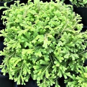 Selaginella kraussiana Aurea