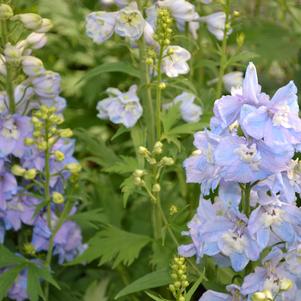 Delphinium x 'Guardian Lavender'