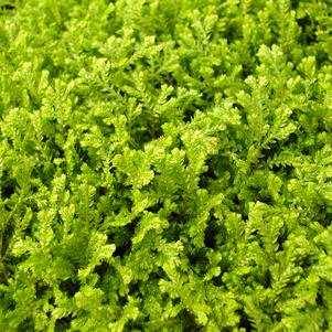 Selaginella kraussiana Gold Tip