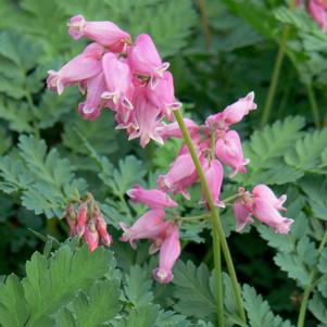 Dicentra x 