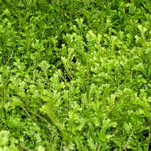 Selaginella kraussiana Green