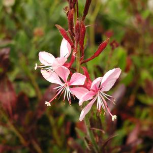 Gaura Ballerina Blush