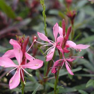 Gaura Ballerina Rose