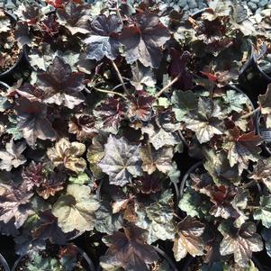 Heuchera micrantha Palace Purple