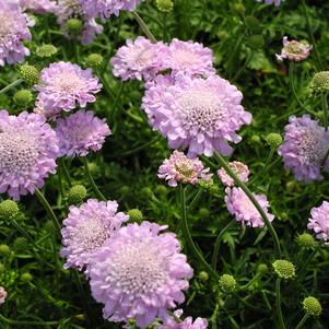 Scabiosa Pink Mist