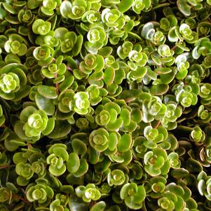 Sedum Coral Reef
