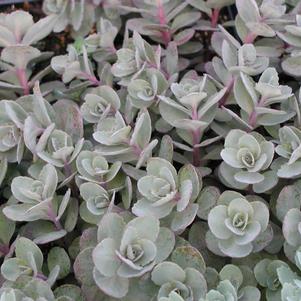 Sedum x Vera Jameson