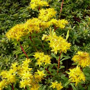 Sedum Weihenstephaner Gold