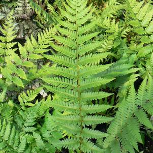 Dryopteris celsa